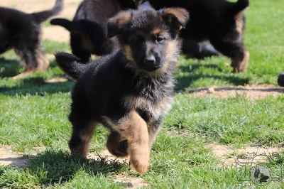 CHIOT 6
