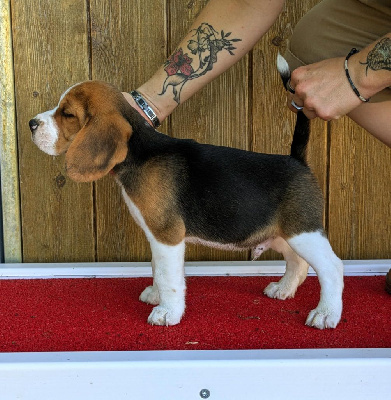 CHIOT