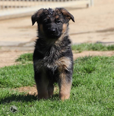 CHIOT 1