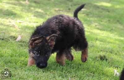 Chiot N°6