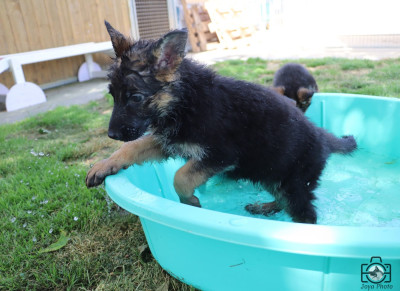 Chiot N°2
