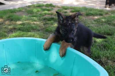 Chiot N°3