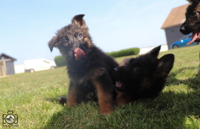 Chiot N°8