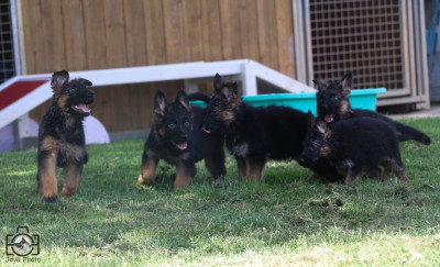 Chiot N°4