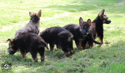Chiot N°1