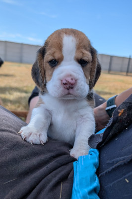 Chiot N°1