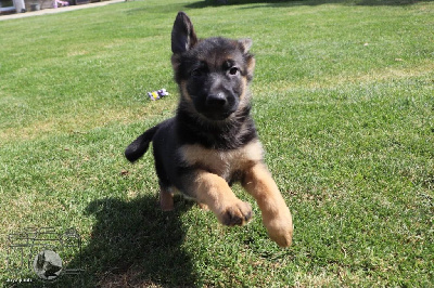 CHIOT 5