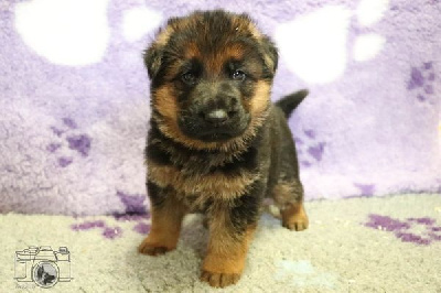 CHIOT