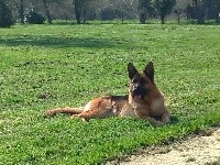 CHIOT