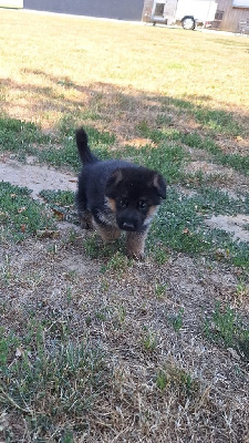 CHIOT 3