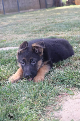 CHIOT 6