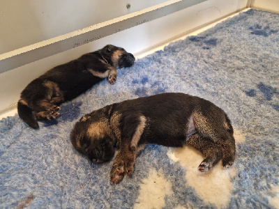 CHIOT