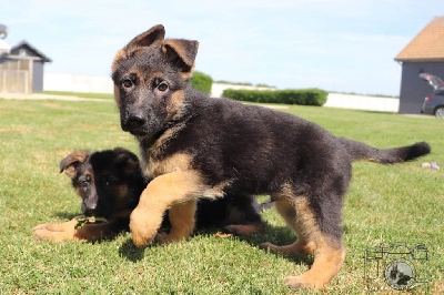CHIOT 10