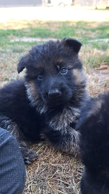 CHIOT 7