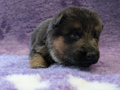 CHIOT