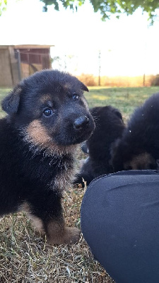 CHIOT 6