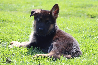 CHIOT 2