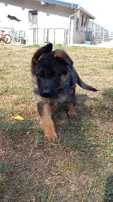 CHIOT 3