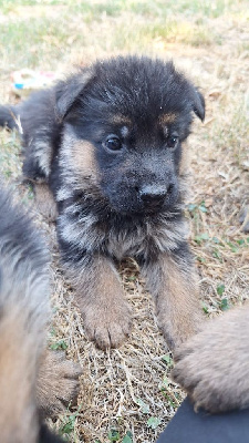 CHIOT 2