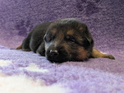 CHIOT