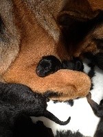 CHIOT