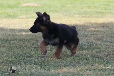 CHIOT 1