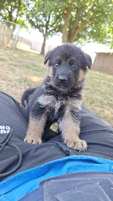 CHIOT 4