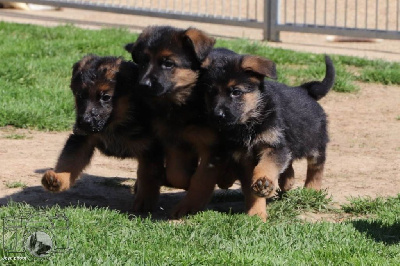 CHIOT 3