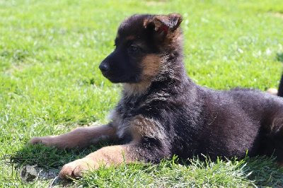 CHIOT 4
