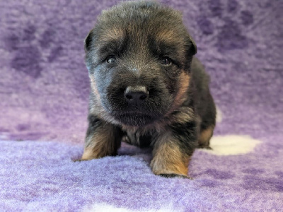 CHIOT