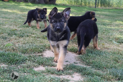 CHIOT 7