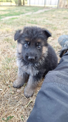 CHIOT 5