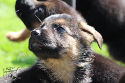 CHIOT 8