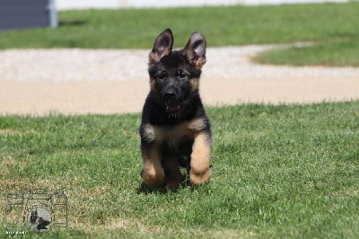 CHIOT 8