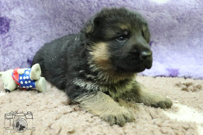 CHIOT