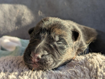 CHIOT 5