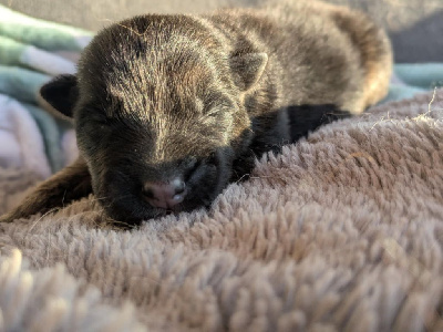 CHIOT 3
