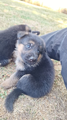 CHIOT 8