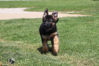 CHIOT 3