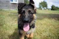 NALA