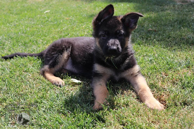CHIOT 9