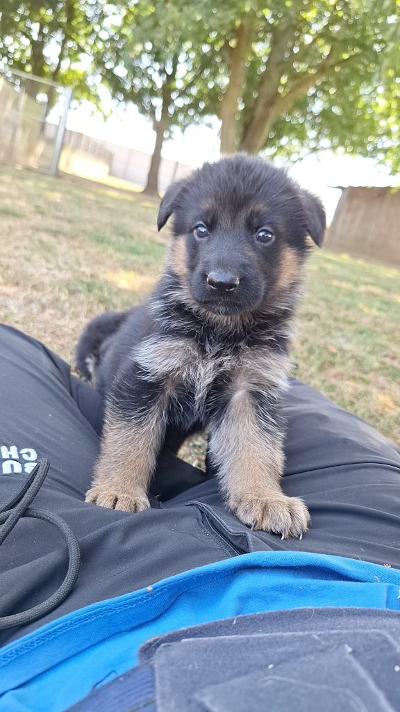 Du Buisson Chardin - Chiots disponibles - Berger Allemand