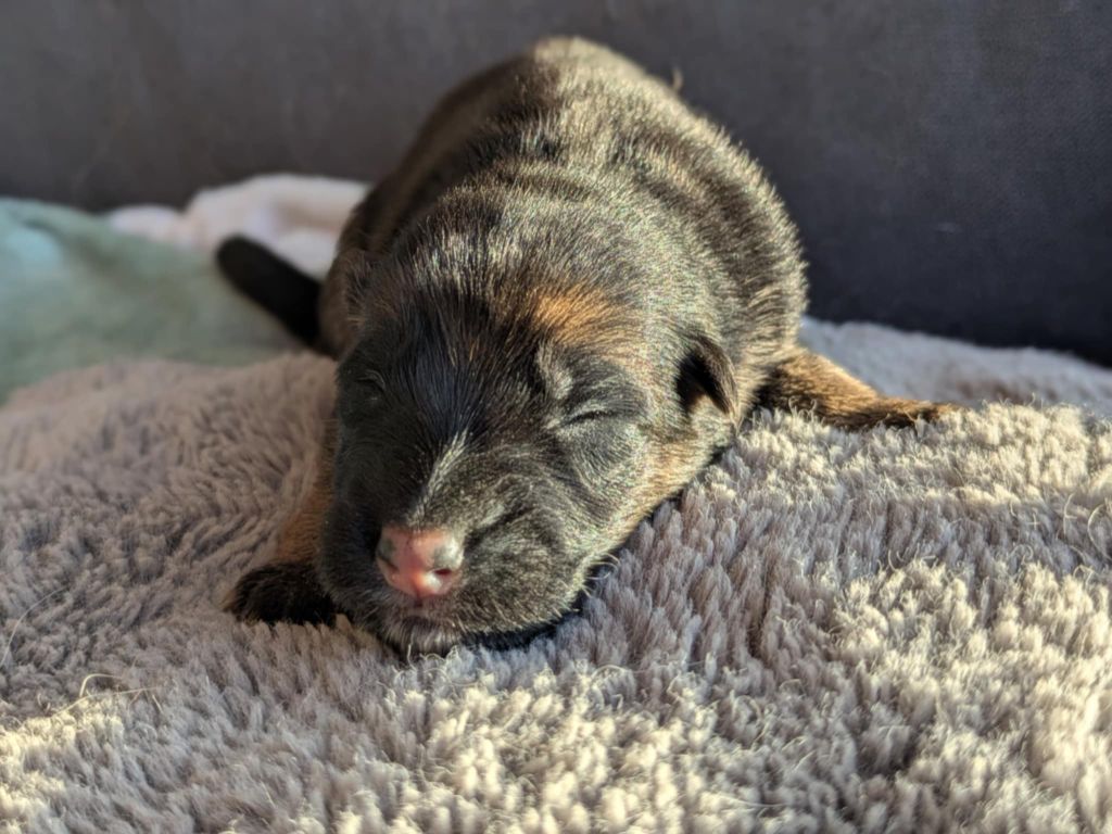 Du Buisson Chardin - Chiots disponibles - Berger Allemand