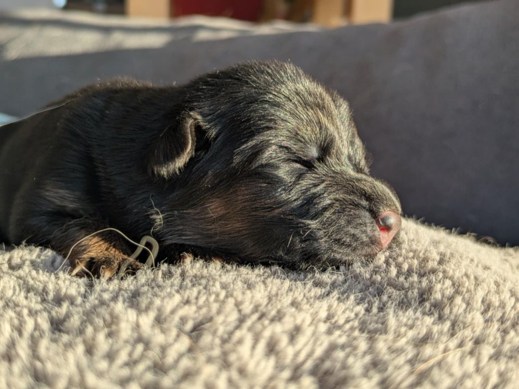 Du Buisson Chardin - Chiots disponibles - Berger Allemand