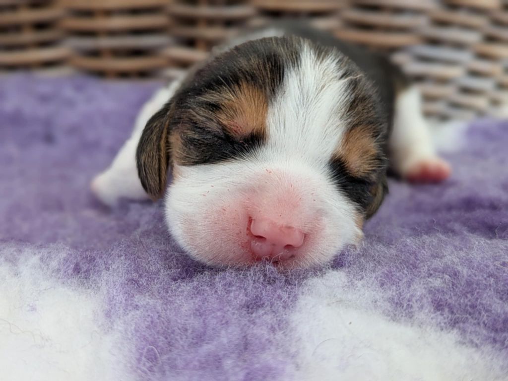 Du Buisson Chardin - Chiots disponibles - Beagle