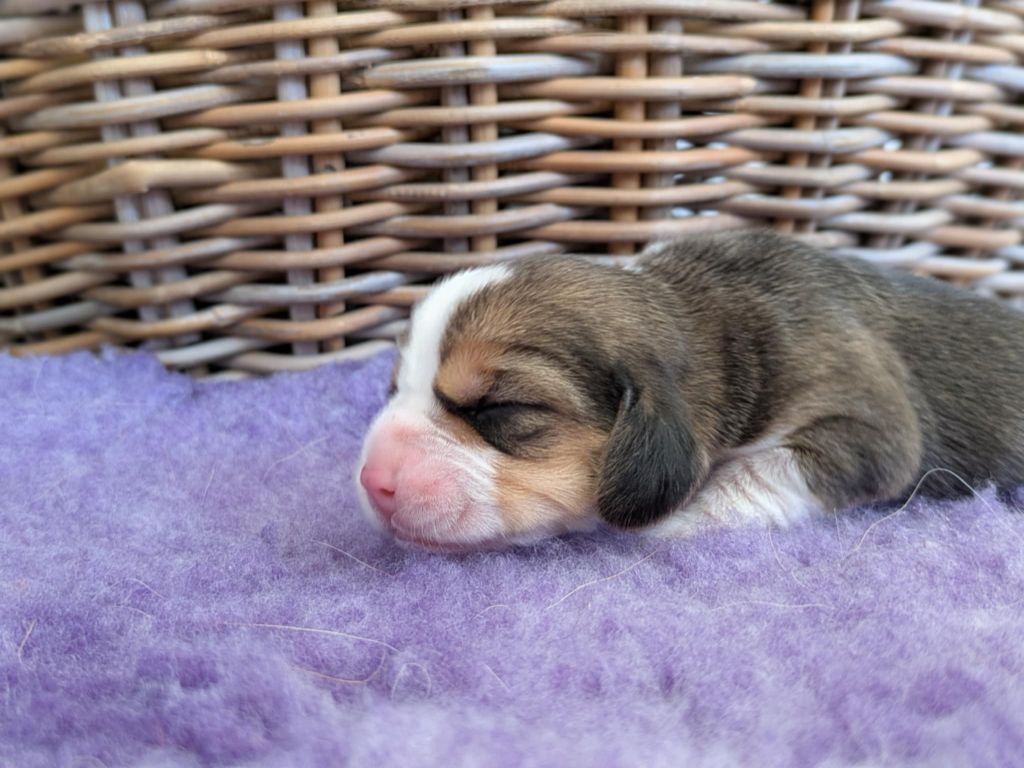 Du Buisson Chardin - Chiots disponibles - Beagle