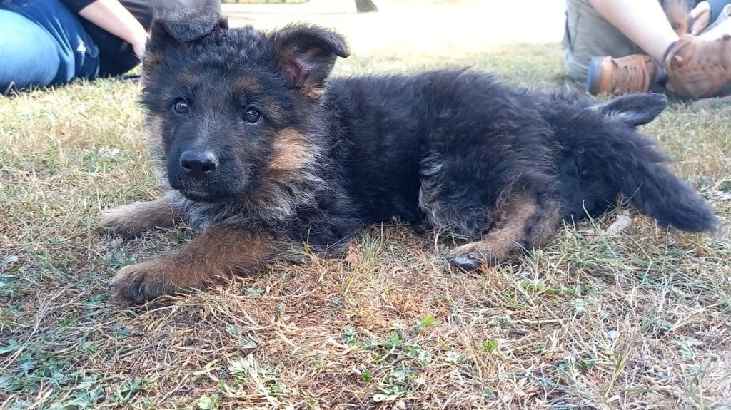 Du Buisson Chardin - Chiots disponibles - Berger Allemand
