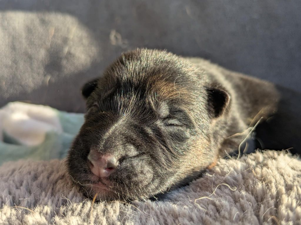 Du Buisson Chardin - Chiots disponibles - Berger Allemand
